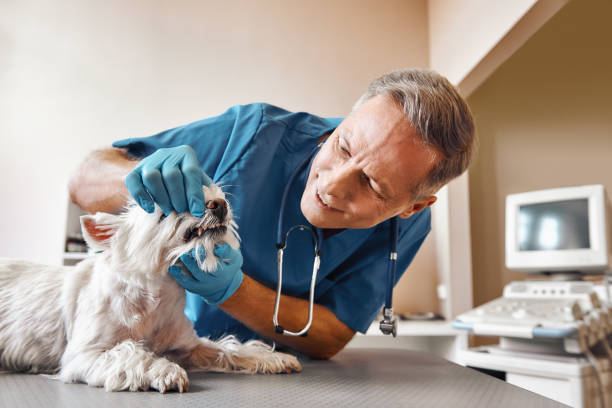 Best Same-Day Emergency Dental Services in Colon, MI